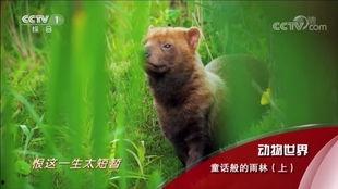 动物世界 背景音乐,悠扬旋律下的自然交响