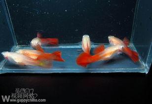 真鱼图片,真鱼之美